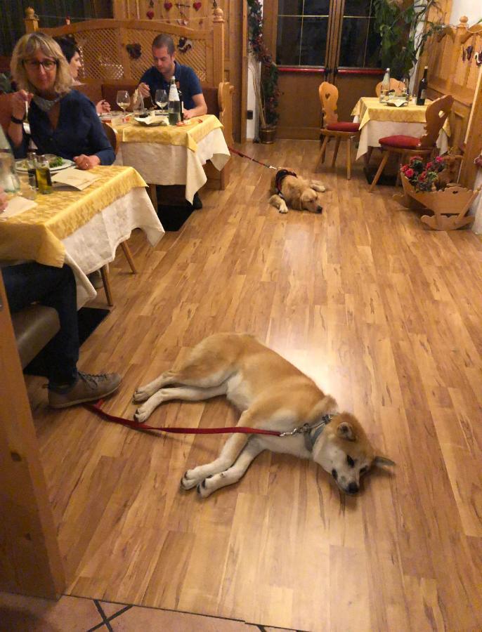 Alpine Touring Hotel-Petfriendly Pozza di Fassa Exteriér fotografie